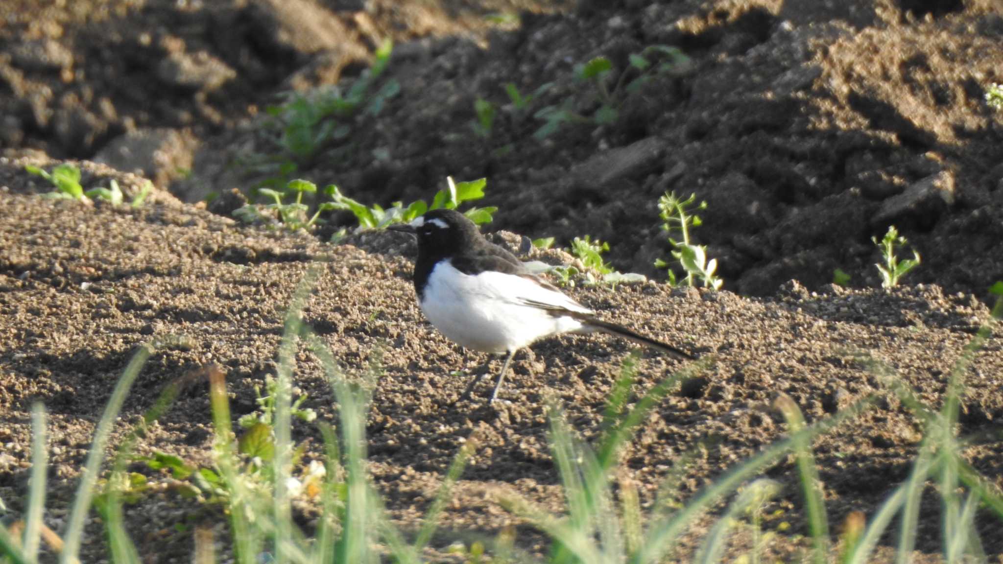 Photo of Japanese Wagtail at 公渕森林公園 by 緑の風