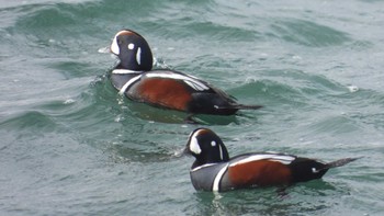 2023年11月18日(土) 蕪島(青森県)の野鳥観察記録