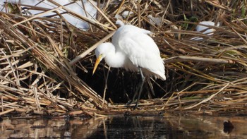 2023年11月26日(日) おいらせ町いちょう公園(青森県おいらせ町)の野鳥観察記録