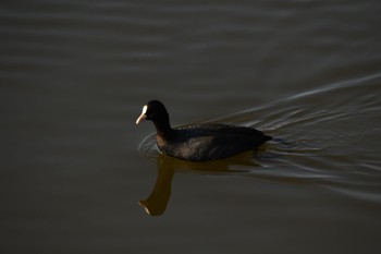 2023年12月31日(日) 越谷レイクタウンの野鳥観察記録