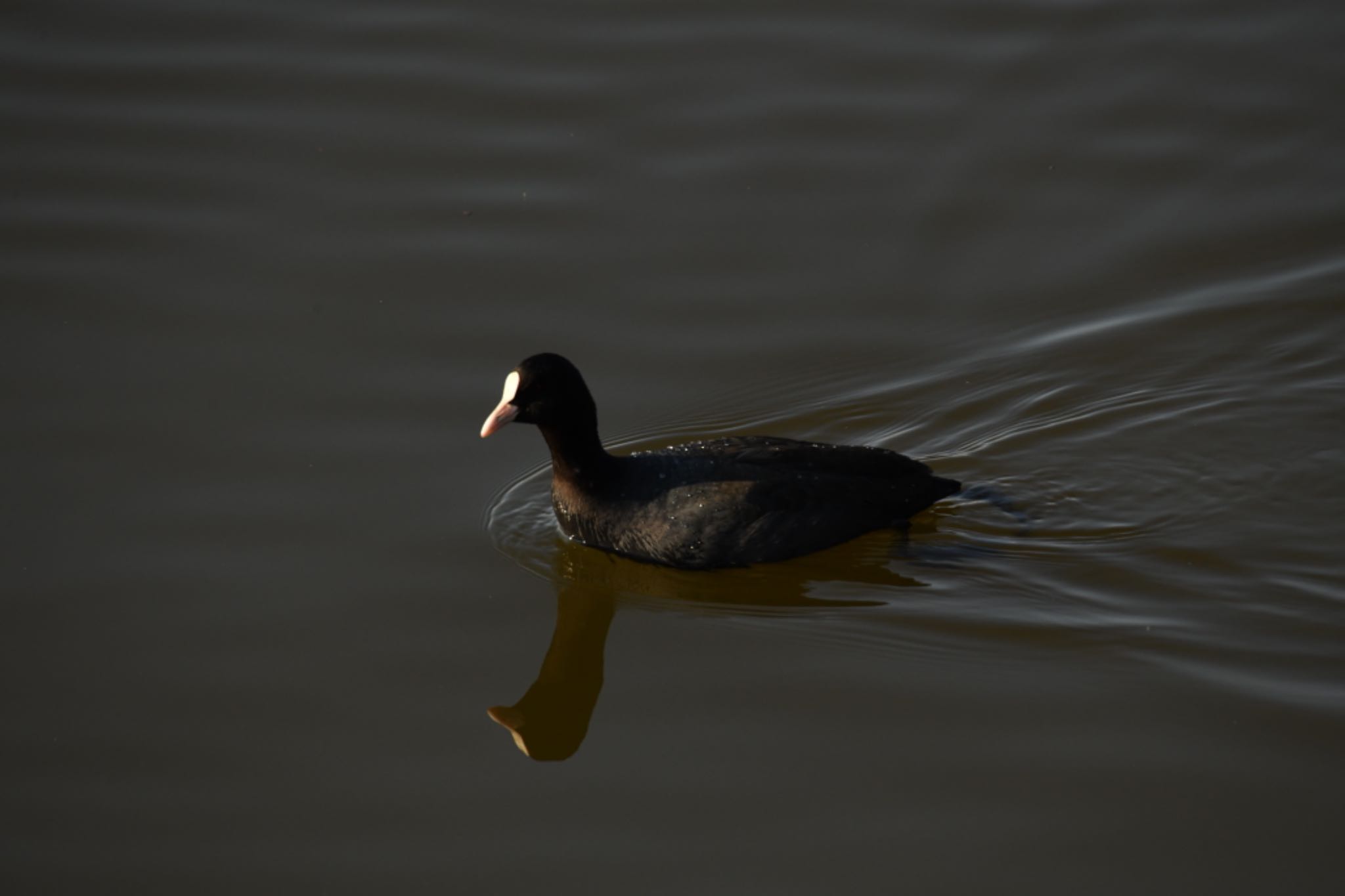 Photo of Eurasian Coot at 越谷レイクタウン by さすらいch