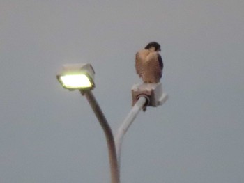 2023年12月31日(日) 多摩川の野鳥観察記録