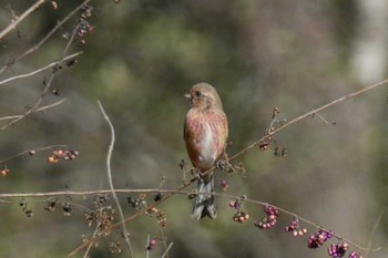 Siberian Long-tailed Rosefinch 東京都 Sat, 12/23/2023