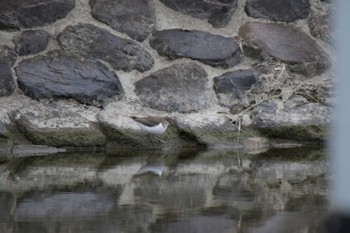 イソシギ 芥川 2023年12月31日(日)