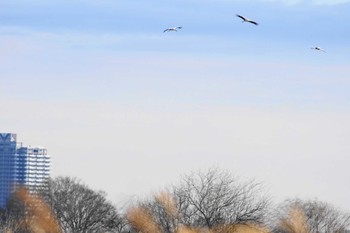 コウノトリ 渡良瀬遊水地 2023年12月27日(水)