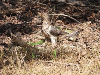 Oriental Cuckoo Akigase Park Sat, 10/21/2023