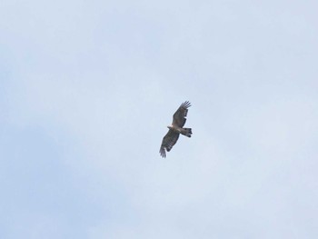 Crested Honey Buzzard 日向林道 Thu, 8/10/2023