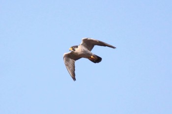 Peregrine Falcon Unknown Spots Sat, 12/9/2023