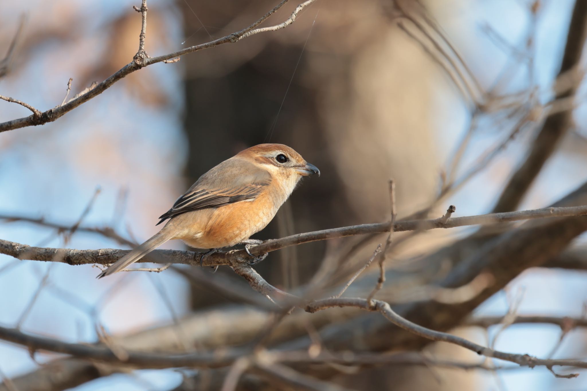 Photo of Bull-headed Shrike at 奈良　馬見丘陵公園 by アカウント15049