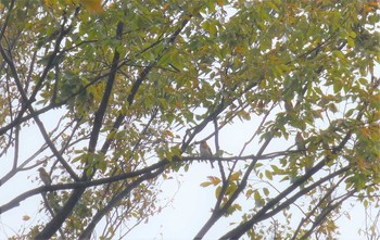 2018年10月27日(土) 大阪市 長居植物園の野鳥観察記録