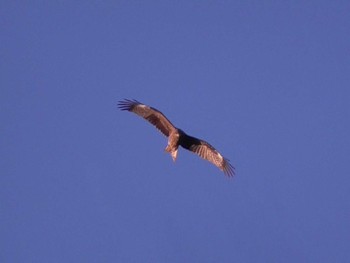 Black Kite 狭山湖堤防 Mon, 1/1/2024