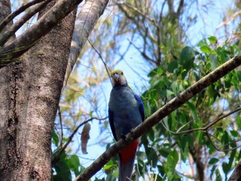 ホオアオサメクサインコ Tinchi Tamba Wetlands, Bald Hills, QLD, Australia 2023年12月29日(金)