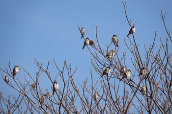 Eurasian Tree Sparrow 愛知県 Sat, 12/30/2023