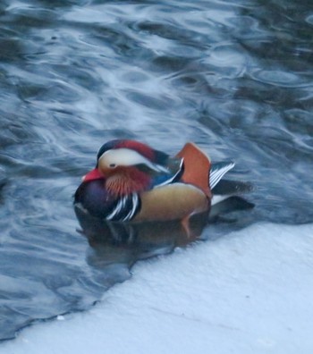 Mandarin Duck 札幌;北海道 Sun, 12/31/2023