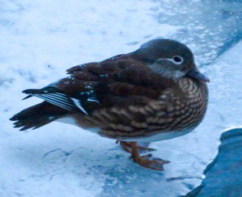 Mandarin Duck 札幌;北海道 Sun, 12/31/2023