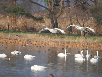 Whooper Swan 瓢湖 Fri, 12/29/2023