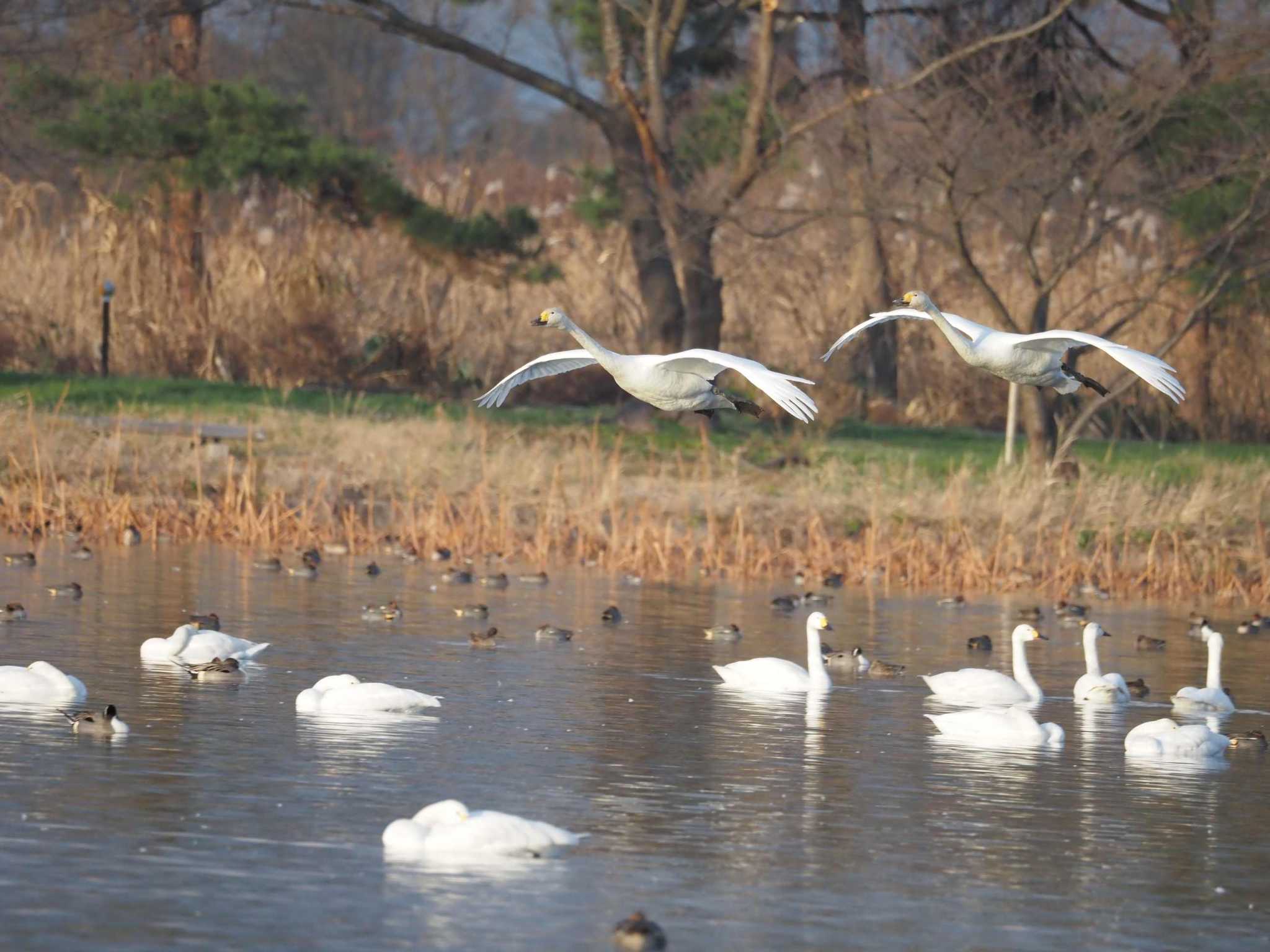 Photo of Whooper Swan at 瓢湖 by さとーで