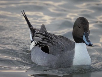 Northern Pintail 瓢湖 Fri, 12/29/2023