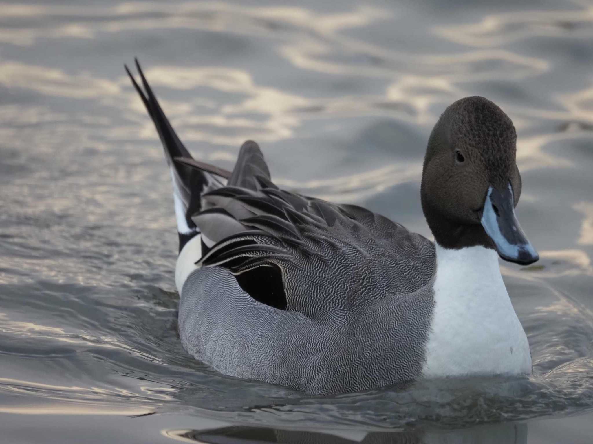 Photo of Northern Pintail at 瓢湖 by さとーで