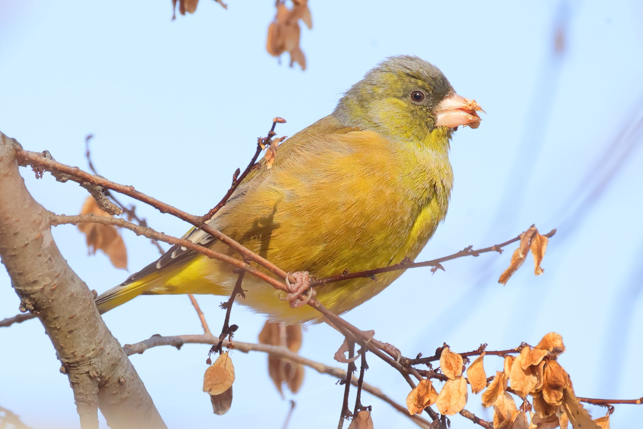 国営木曽三川公園  カワラヒワの写真 by トシさん