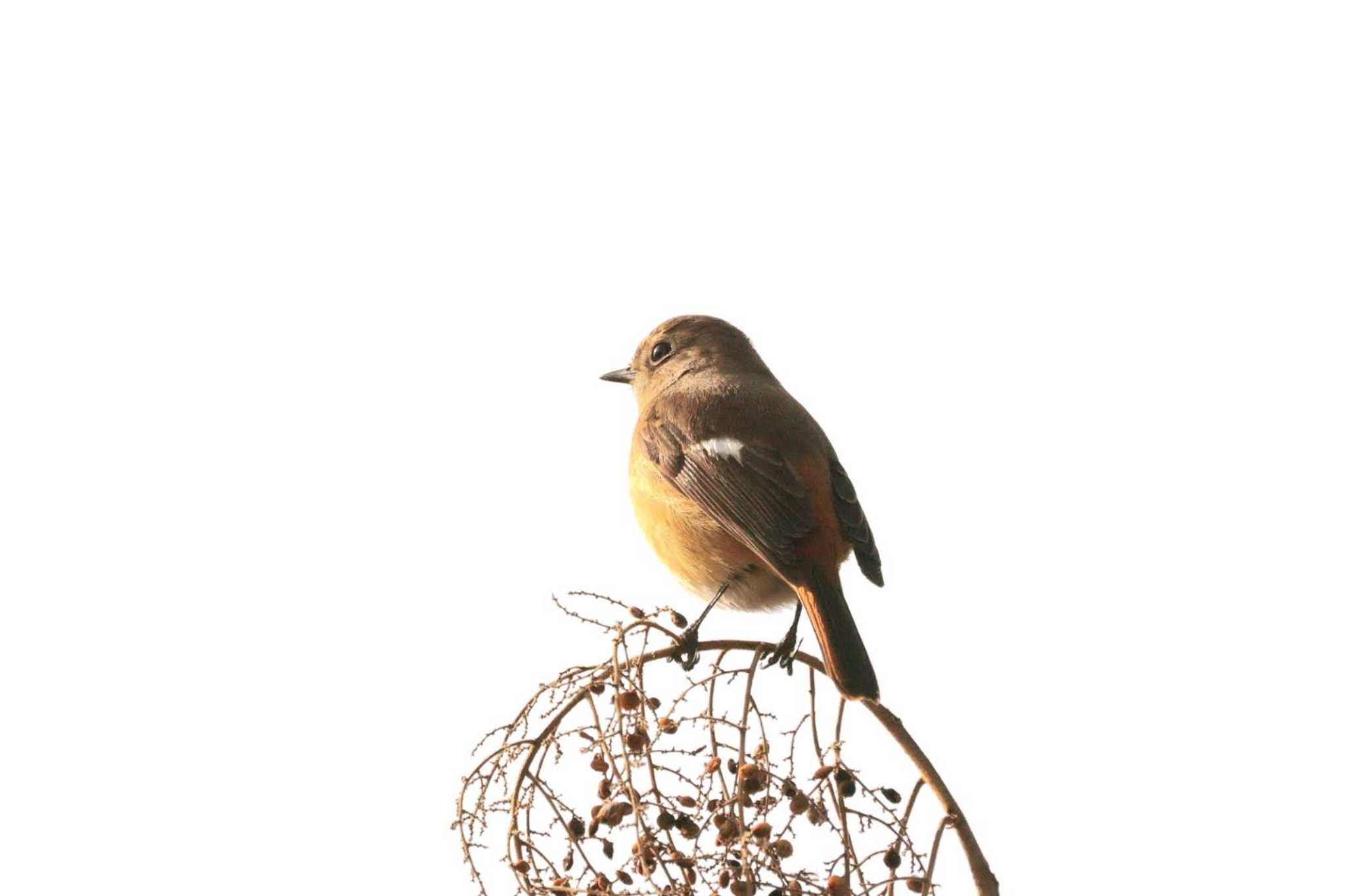 Daurian Redstart