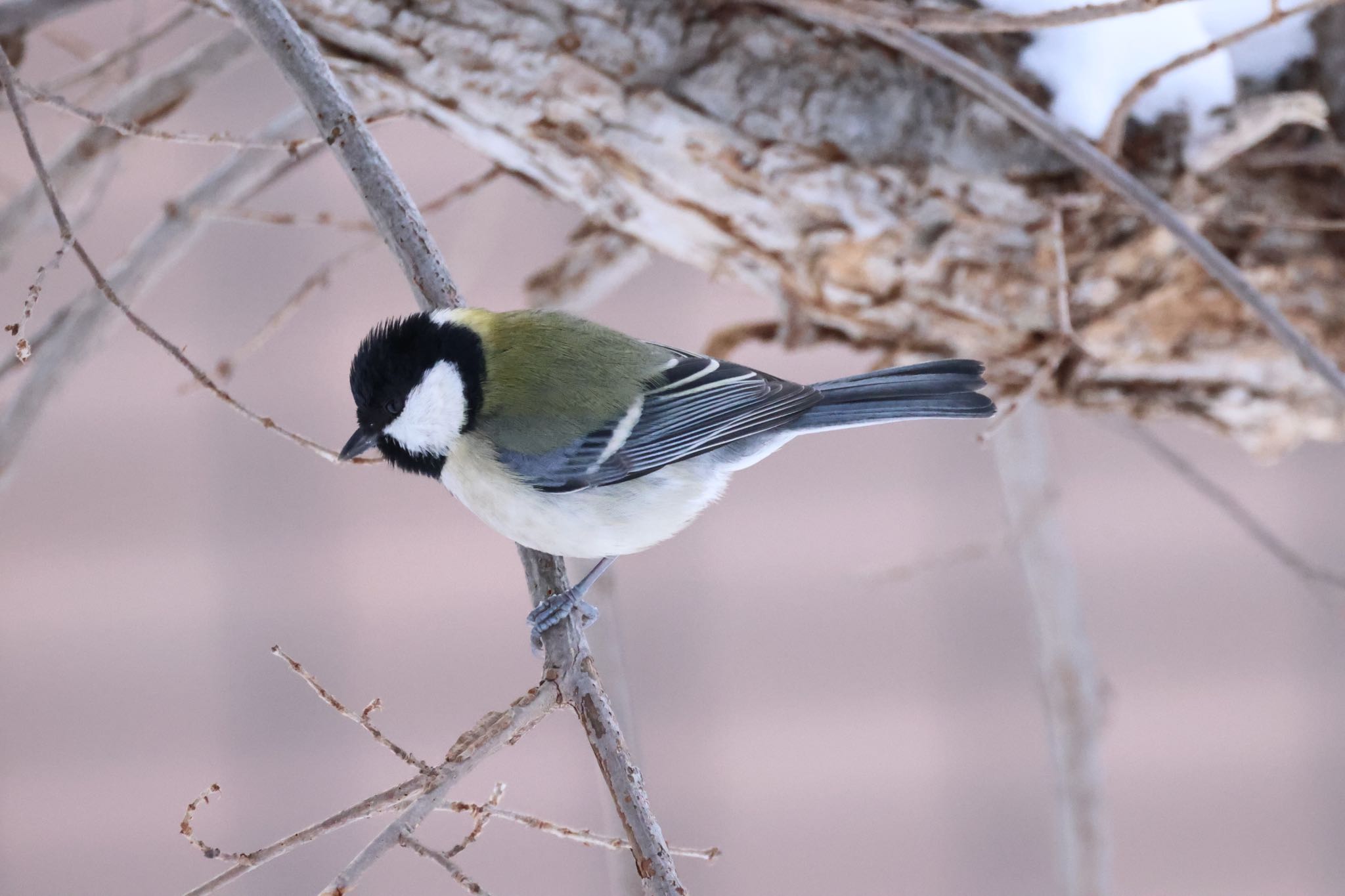 シジュウカラ