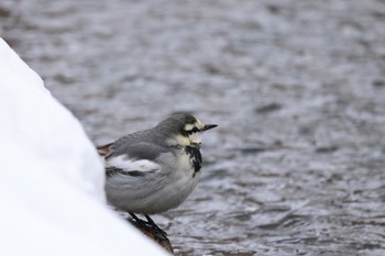 Mon, 1/1/2024 Birding report at 北海道大学