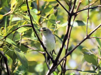 Mangrove Gerygone