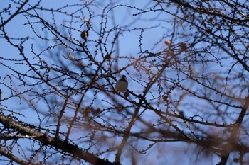 2023年12月1日(金) 奥日光の野鳥観察記録