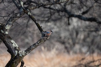 Eurasian Jay 奥日光 Fri, 12/1/2023