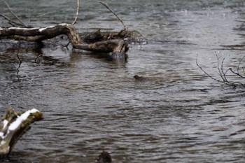 Brown Dipper 奥日光 Fri, 12/1/2023