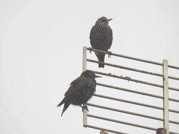 Common Starling バルセロナ,スペイン Thu, 12/28/2023