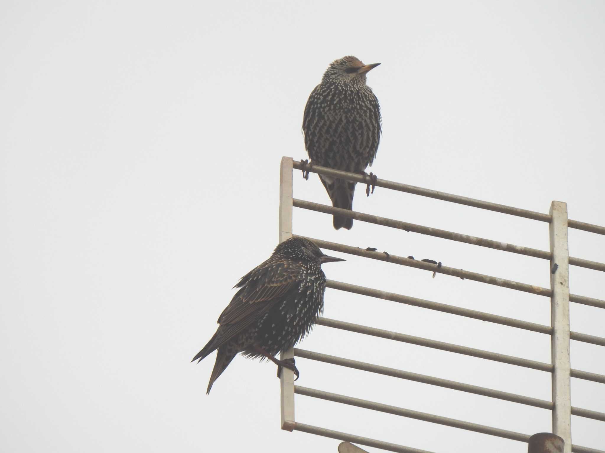 Photo of Common Starling at バルセロナ,スペイン by こむぎこねこ