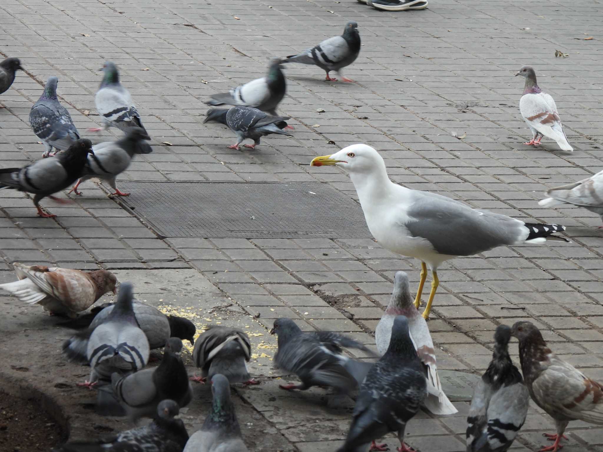 Yellow-legged Gull