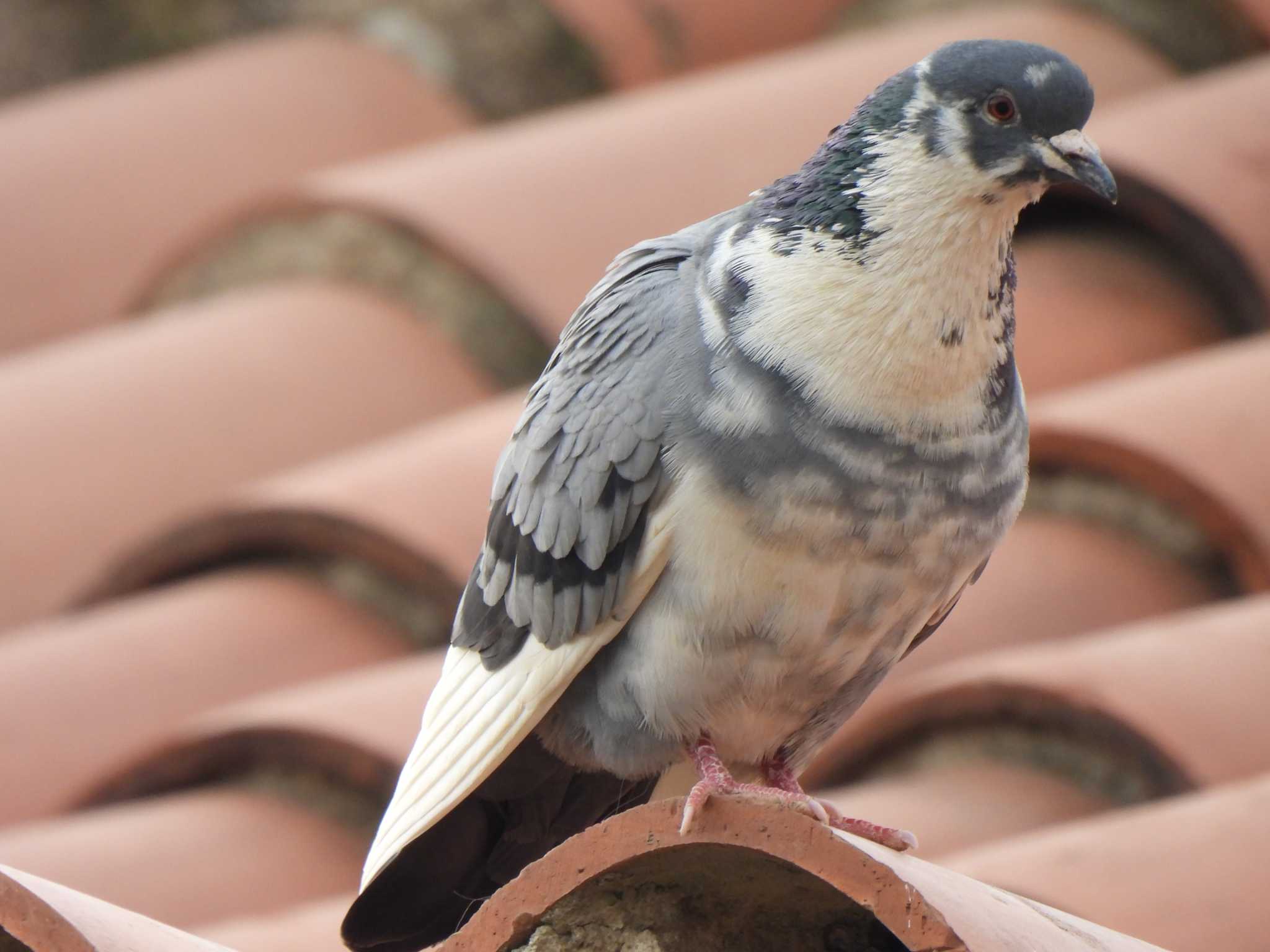 Rock Dove