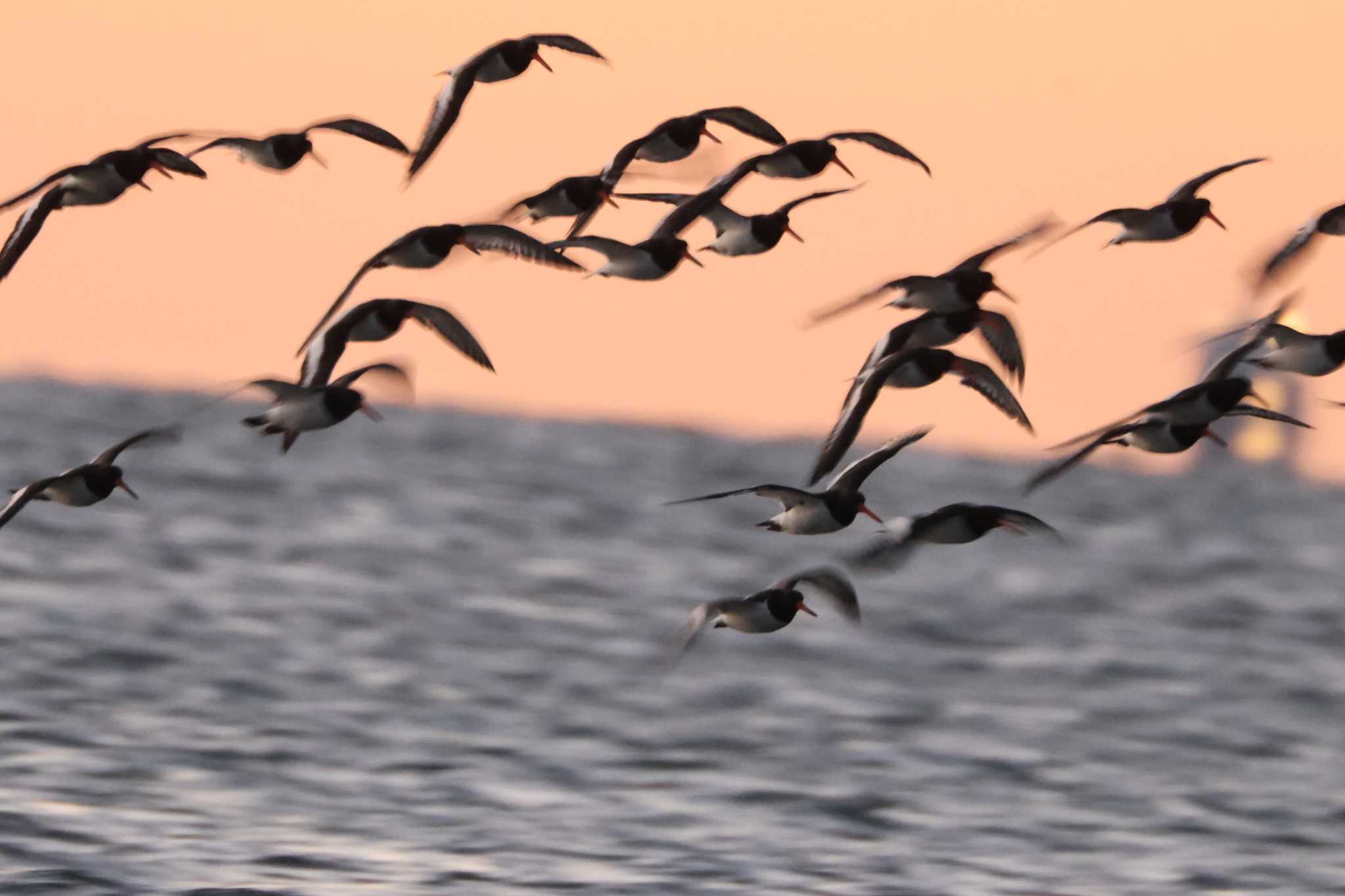 Eurasian Oystercatcher