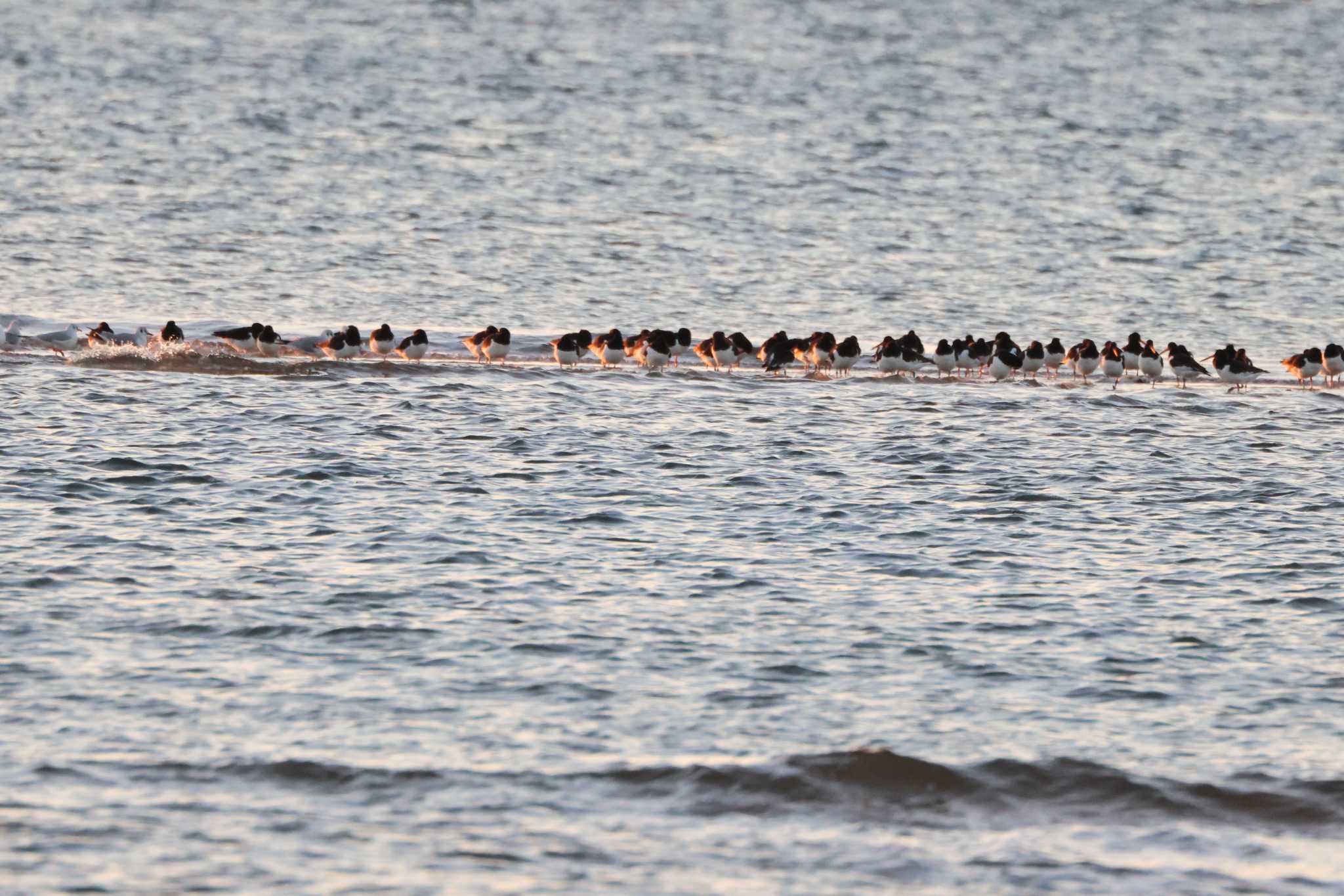 Eurasian Oystercatcher