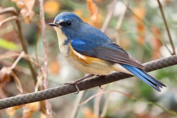 2023年12月28日(木) 小宮公園(八王子)の野鳥観察記録