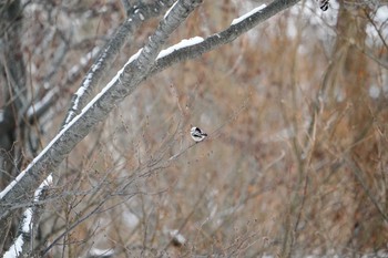 Long-tailed tit(japonicus) 星観緑地(札幌市手稲区) Mon, 1/1/2024