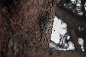 Eurasian Treecreeper(daurica) 星観緑地(札幌市手稲区) Mon, 1/1/2024