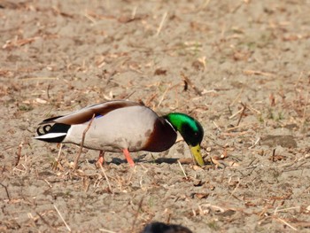 Mallard Gonushi Coast Sat, 12/30/2023