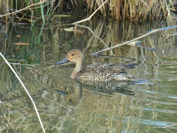 Northern Pintail Oizumi Ryokuchi Park Mon, 1/1/2024