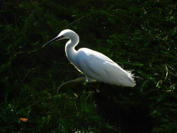 Mon, 1/1/2024 Birding report at 平和の森公園、妙正寺川