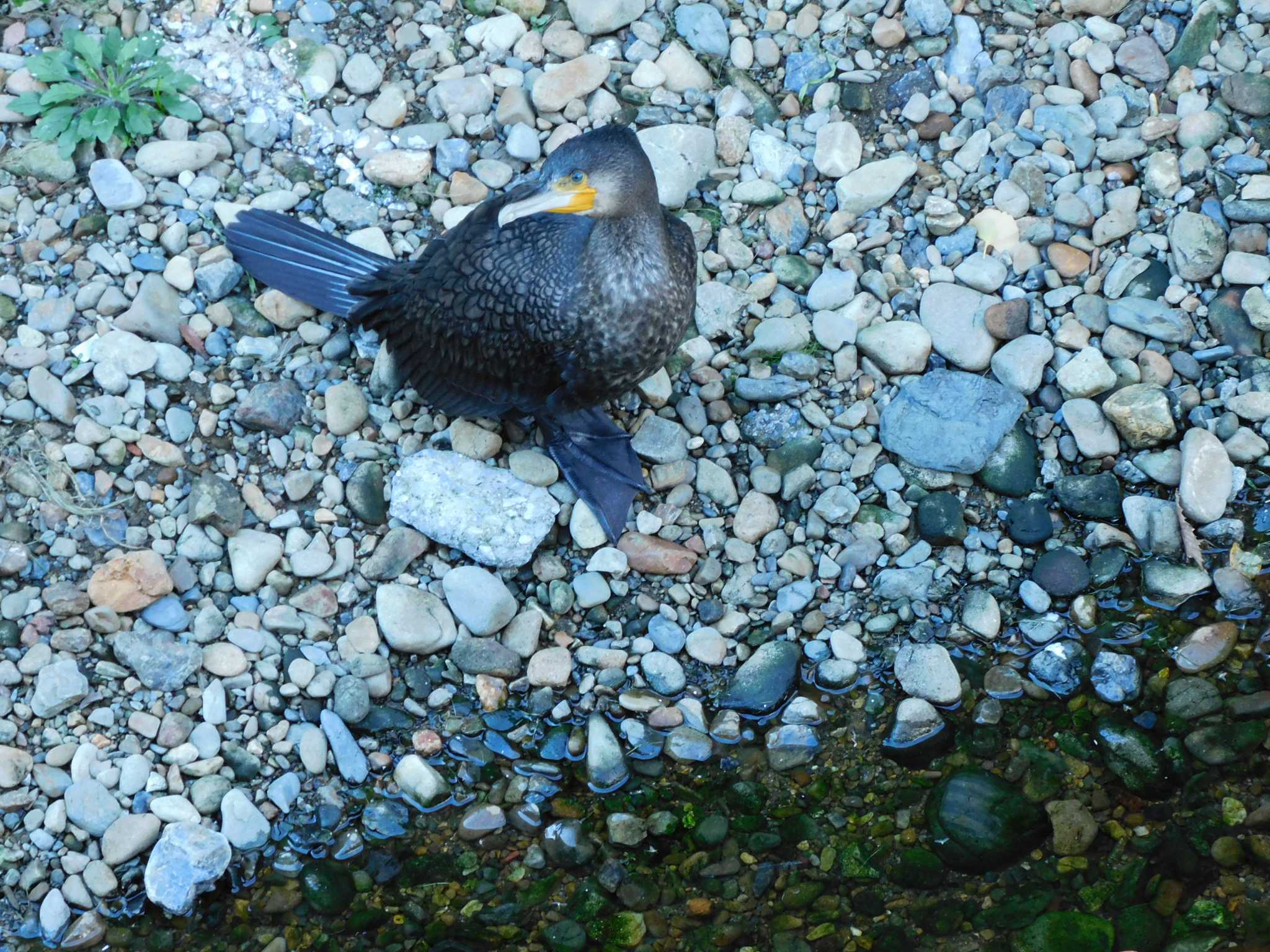 平和の森公園、妙正寺川 カワウの写真