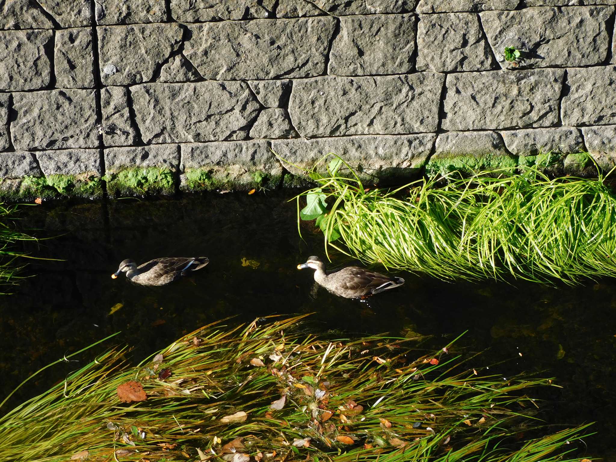 平和の森公園、妙正寺川 カルガモの写真