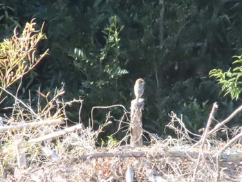 2024年1月1日(月) 笠間市の野鳥観察記録