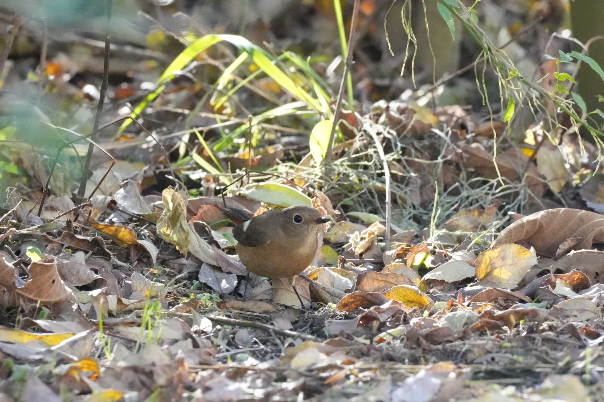 埼玉県 ジョウビタキの写真