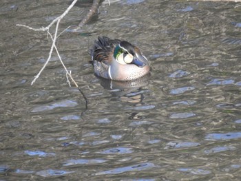 Mon, 1/1/2024 Birding report at Yatoyama Park