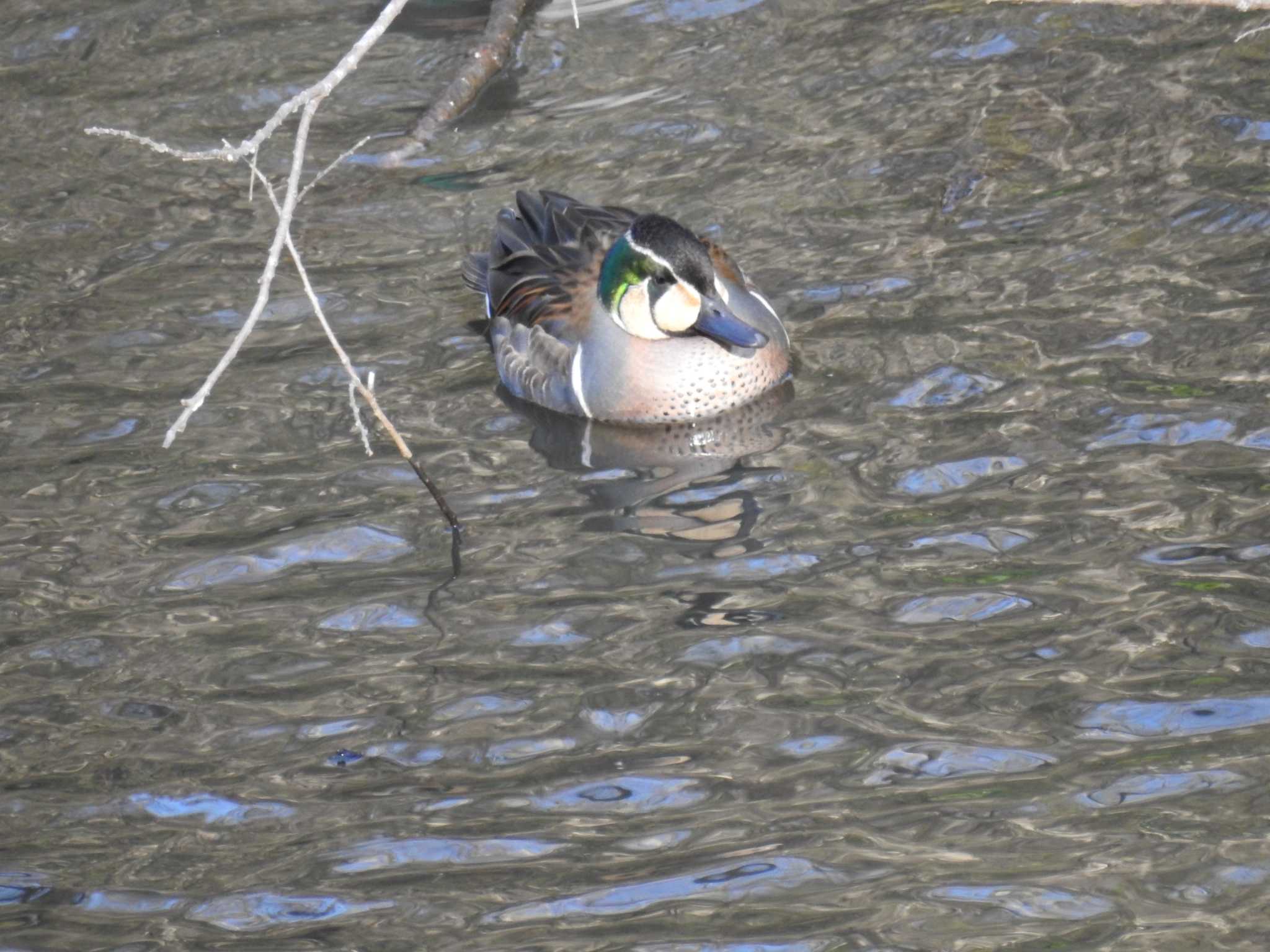 トモエガモ