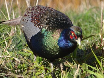 Green Pheasant 市野谷 水鳥の池 Sun, 12/19/2021